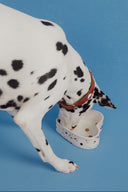 Dog Bowl